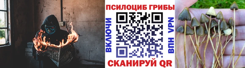 Псилоцибиновые грибы Psilocybe  где купить наркотик  Карасук 